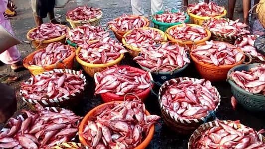 Kasimedu Fish Market Chennai